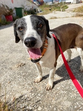 TAMARA, Hund, Labrador-Mix in Griechenland - Bild 9