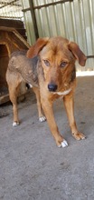 PISI, Hund, Mischlingshund in Rumänien - Bild 1