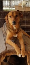 PISI, Hund, Mischlingshund in Rumänien - Bild 4