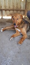 PISI, Hund, Mischlingshund in Rumänien - Bild 6