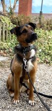 DONEL, Hund, Mischlingshund in Rumänien - Bild 3