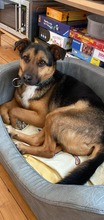 DONEL, Hund, Mischlingshund in Rumänien - Bild 4