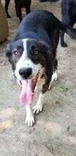 TOBY, Hund, Mischlingshund in Rumänien - Bild 2