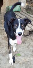 TOBY, Hund, Mischlingshund in Rumänien - Bild 4