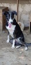 TOBY, Hund, Mischlingshund in Rumänien - Bild 7