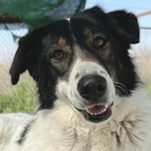 XALIA, Hund, Mischlingshund in Griechenland - Bild 1