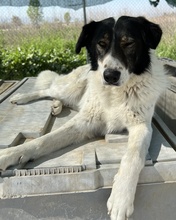 XALIA, Hund, Mischlingshund in Griechenland - Bild 10