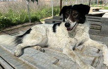 XALIA, Hund, Mischlingshund in Griechenland - Bild 11