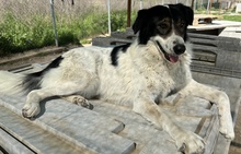 XALIA, Hund, Mischlingshund in Griechenland - Bild 13