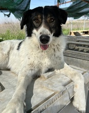 XALIA, Hund, Mischlingshund in Griechenland - Bild 14