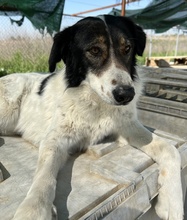 XALIA, Hund, Mischlingshund in Griechenland - Bild 15