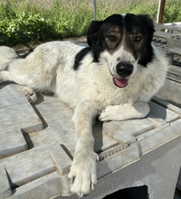 XALIA, Hund, Mischlingshund in Griechenland - Bild 18