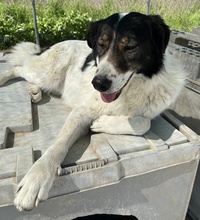 XALIA, Hund, Mischlingshund in Griechenland - Bild 19