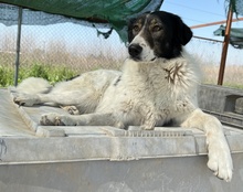 XALIA, Hund, Mischlingshund in Griechenland - Bild 20