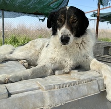 XALIA, Hund, Mischlingshund in Griechenland - Bild 21