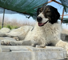XALIA, Hund, Mischlingshund in Griechenland - Bild 22