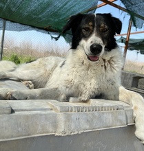 XALIA, Hund, Mischlingshund in Griechenland - Bild 23