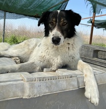 XALIA, Hund, Mischlingshund in Griechenland - Bild 24