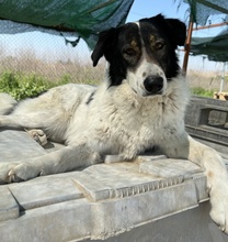 XALIA, Hund, Mischlingshund in Griechenland - Bild 25
