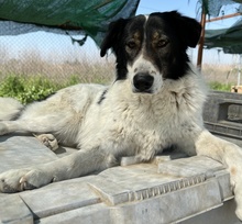 XALIA, Hund, Mischlingshund in Griechenland - Bild 26