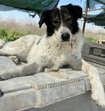XALIA, Hund, Mischlingshund in Griechenland - Bild 27