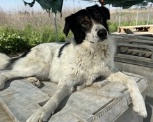 XALIA, Hund, Mischlingshund in Griechenland - Bild 28