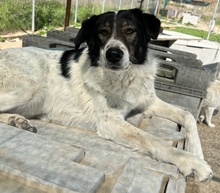 XALIA, Hund, Mischlingshund in Griechenland - Bild 3