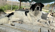 XALIA, Hund, Mischlingshund in Griechenland - Bild 4