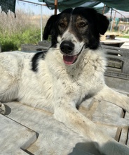 XALIA, Hund, Mischlingshund in Griechenland - Bild 6