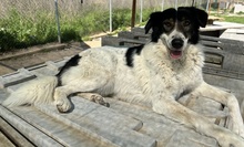 XALIA, Hund, Mischlingshund in Griechenland - Bild 8
