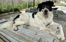 XALIA, Hund, Mischlingshund in Griechenland - Bild 9