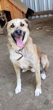 DIDI, Hund, Mischlingshund in Rumänien - Bild 1