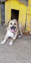 DIDI, Hund, Mischlingshund in Rumänien - Bild 2