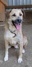 DIDI, Hund, Mischlingshund in Rumänien - Bild 4