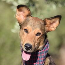 SONY, Hund, Mischlingshund in Spanien - Bild 1
