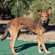 SONY, Hund, Mischlingshund in Spanien - Bild 3