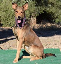 SONY, Hund, Mischlingshund in Spanien - Bild 4