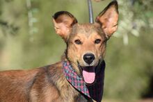 SONY, Hund, Mischlingshund in Spanien - Bild 5