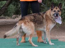 LUNA, Hund, Deutscher Schäferhund in Spanien - Bild 5