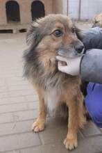 SMOKY, Hund, Mischlingshund in Rumänien - Bild 5
