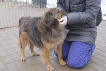 SMOKY, Hund, Mischlingshund in Rumänien - Bild 6