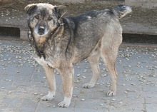 BENITO, Hund, Mischlingshund in Rumänien - Bild 1