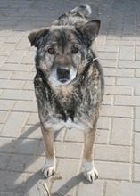 BENITO, Hund, Mischlingshund in Rumänien - Bild 2