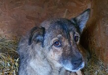 BENITO, Hund, Mischlingshund in Rumänien - Bild 3