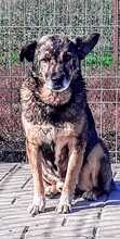 BENITO, Hund, Mischlingshund in Rumänien - Bild 4