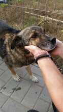 BENITO, Hund, Mischlingshund in Rumänien - Bild 5