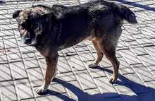 BENITO, Hund, Mischlingshund in Rumänien - Bild 6