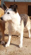 PINA, Hund, Mischlingshund in Rumänien - Bild 3