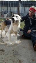 PINA, Hund, Mischlingshund in Rumänien - Bild 4
