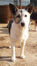 PINA, Hund, Mischlingshund in Rumänien - Bild 5